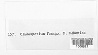 Cladosporium fumago image